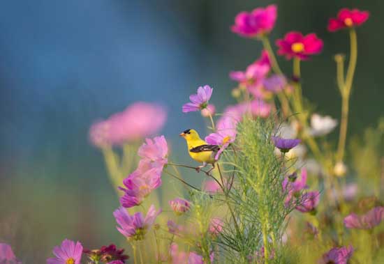 wild flowers